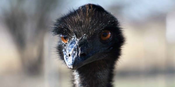 Image of Emu 